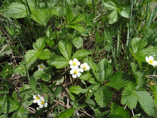 Fragaria vesca